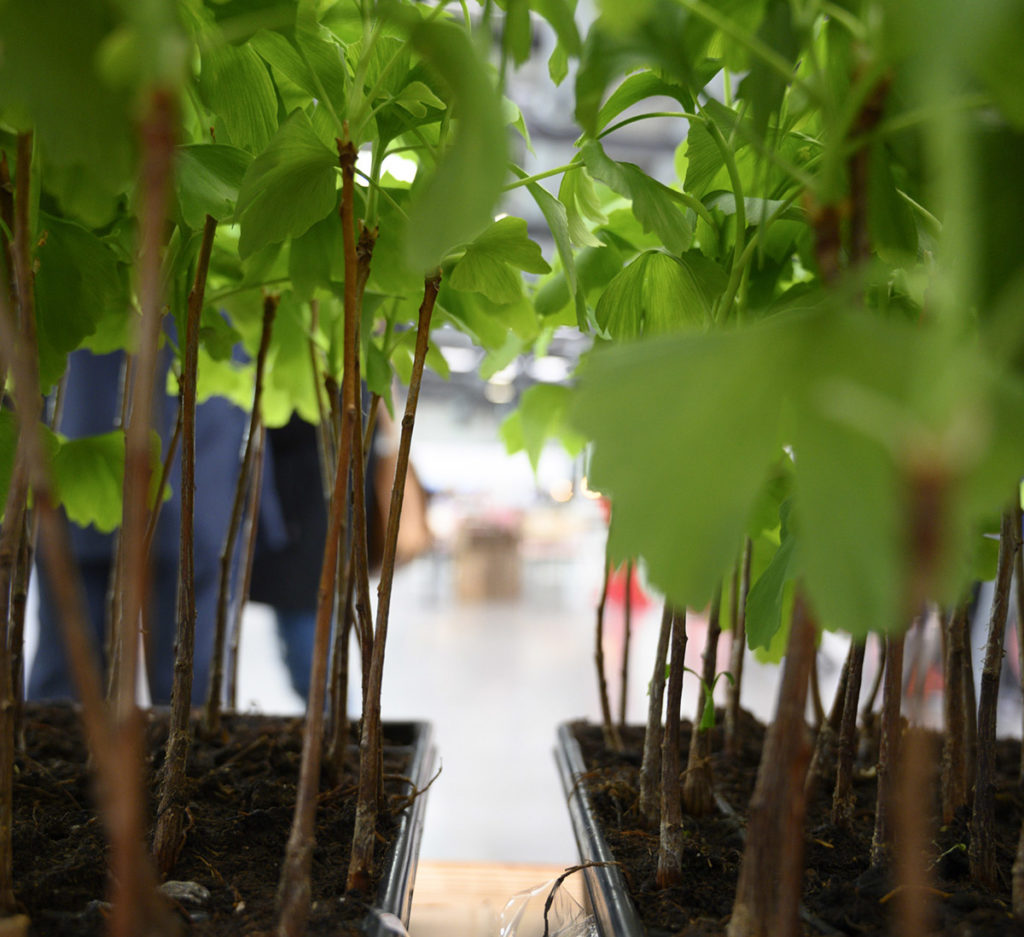 Ginkgo Konzept - große Wirkung mit kleinen Bäumen. Nachhaltigkeit,